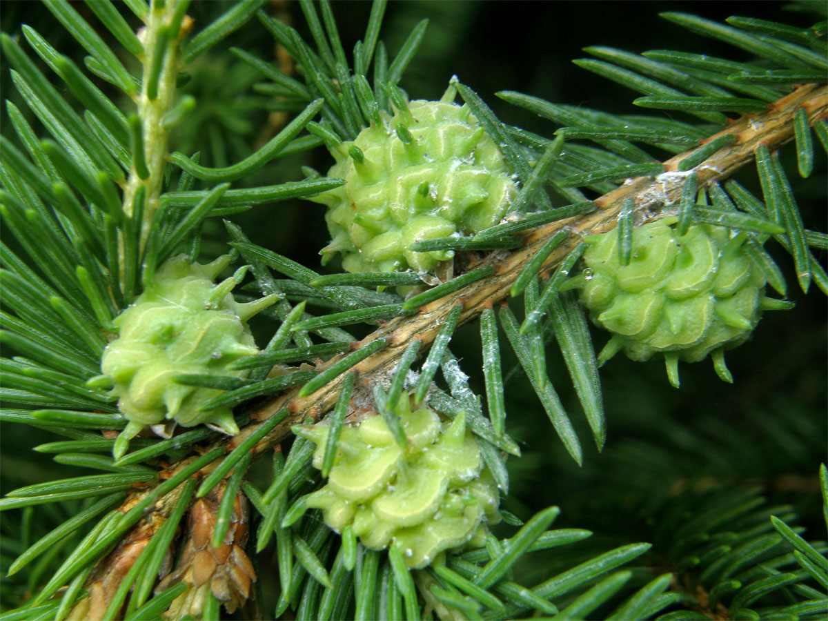 Hálky korovnice pupenové (Adelges lacricis), smrk ztepilý