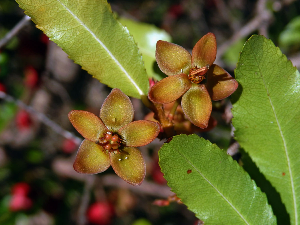 Ochna serrulata (Hochst.) Walp.