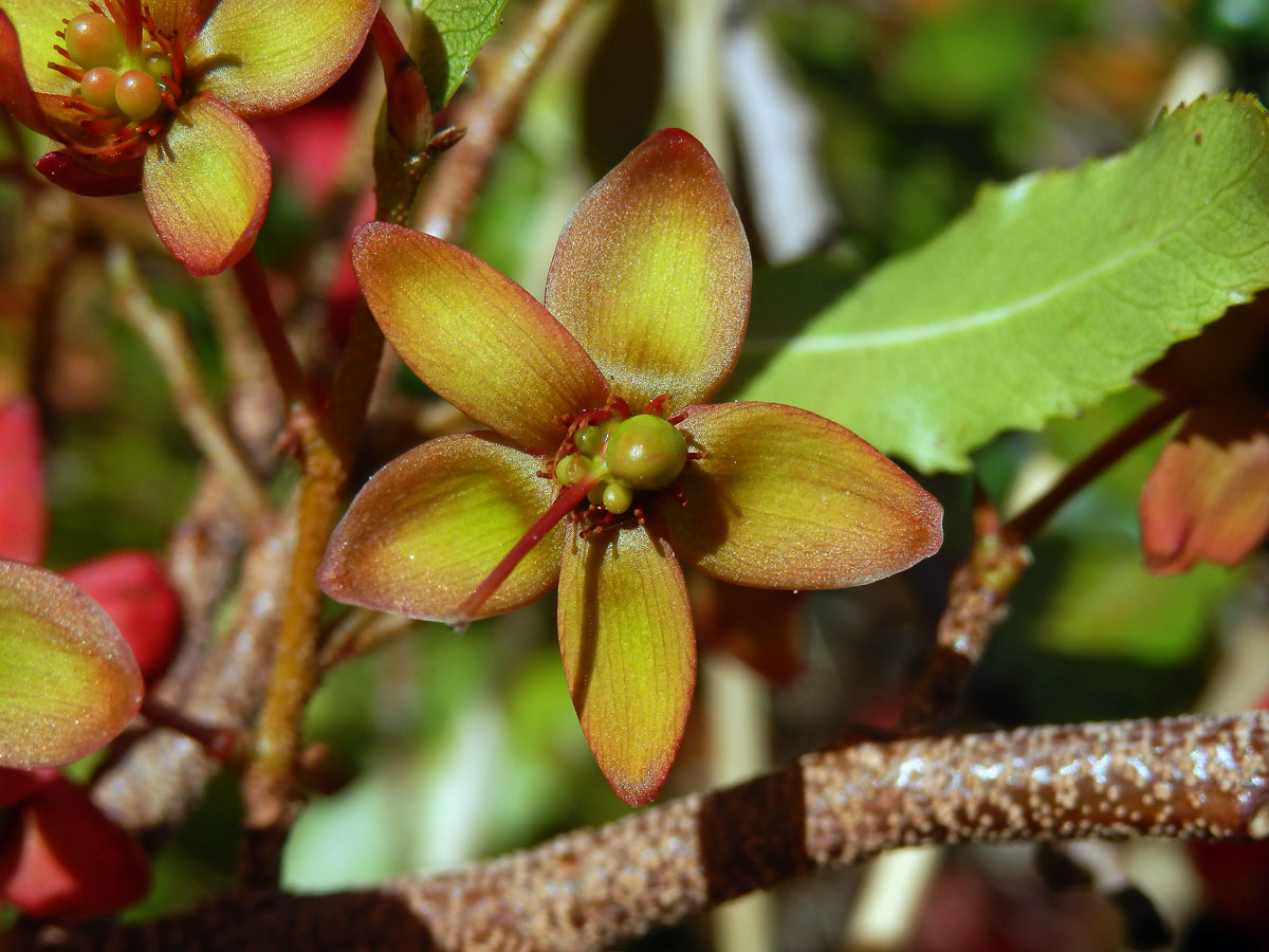 Ochna serrulata (Hochst.) Walp.