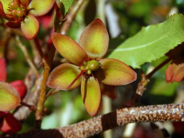 Ochna serrulata (Hochst.) Walp.