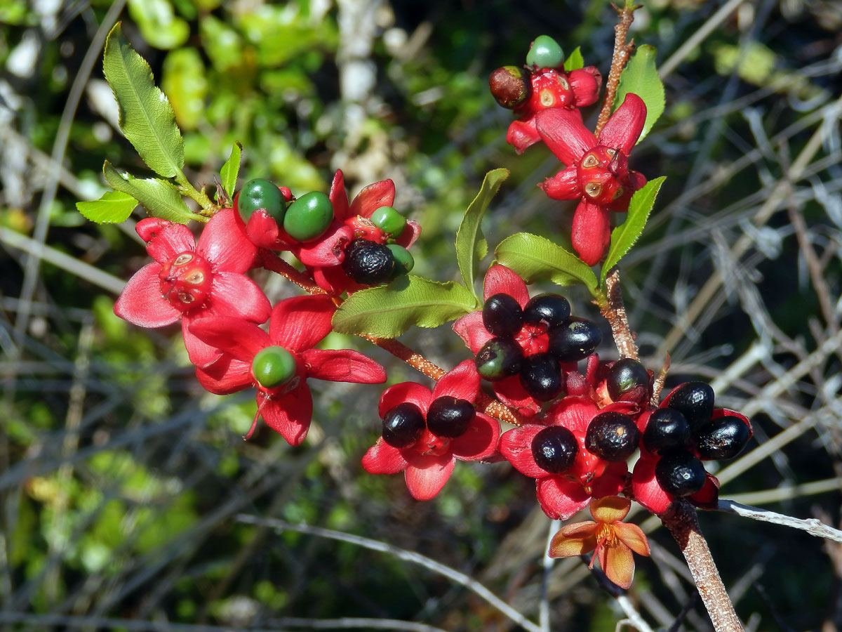 Ochna serrulata (Hochst.) Walp.