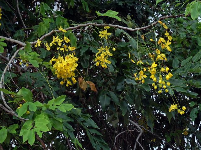 Kasie (Cassia fistula L.)