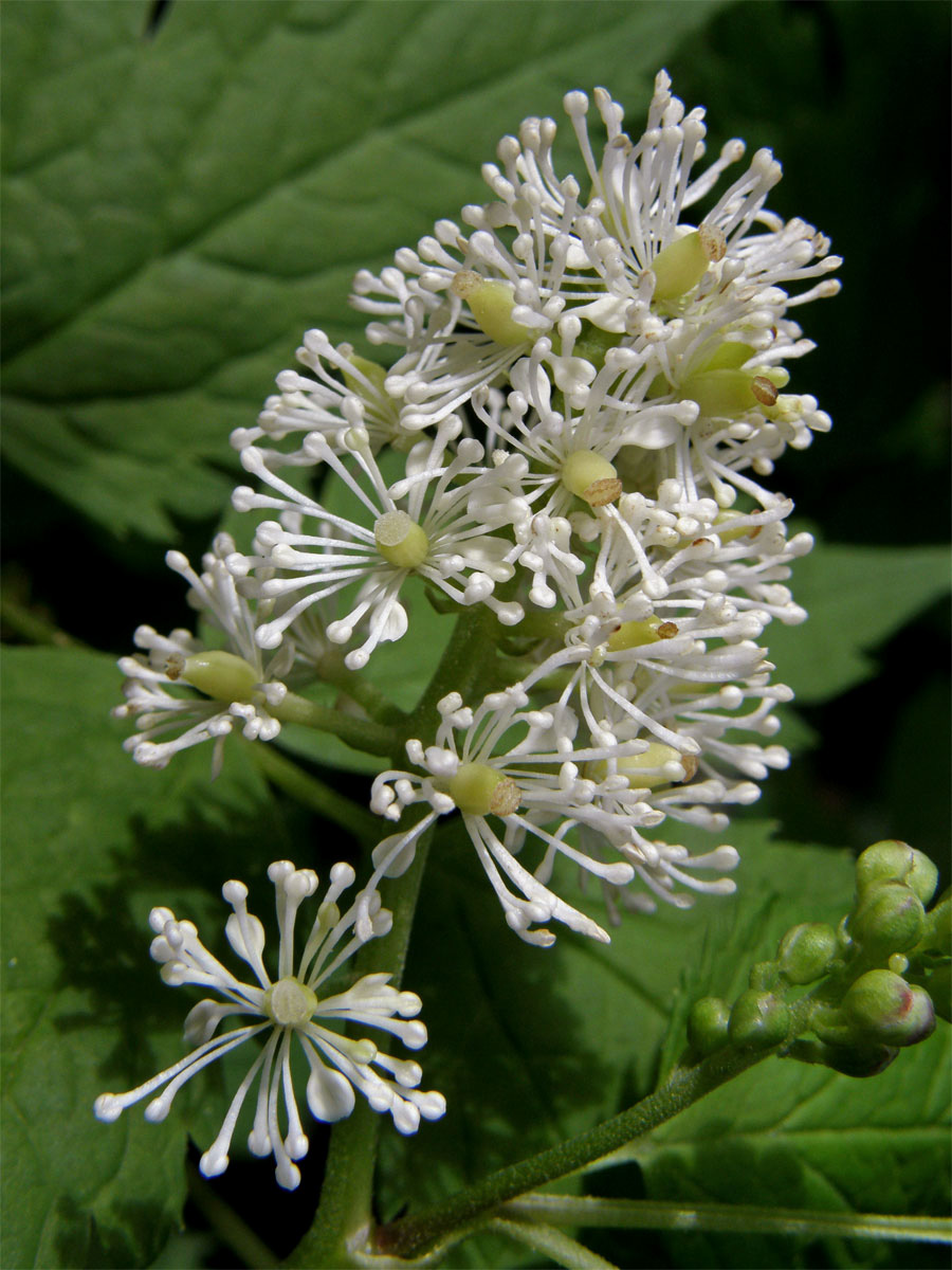 Samorostlík klasnatý (Actaea spicata L.)