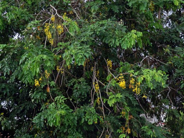 Kasie (Cassia fistula L.)