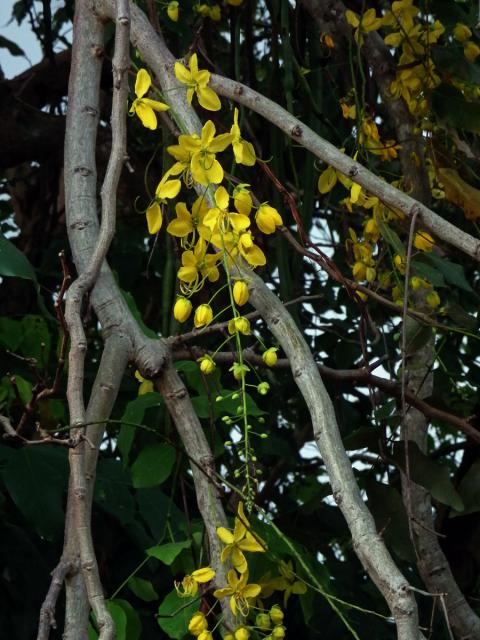 Kasie (Cassia fistula L.)