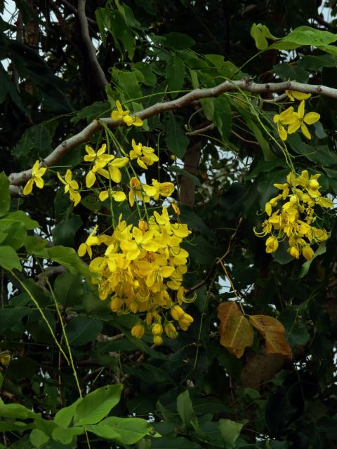 Kasie (Cassia fistula L.)