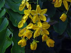 Kasie (Cassia fistula L.)