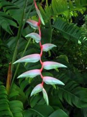 Heliconia chartacea Lane ex Barreiros 