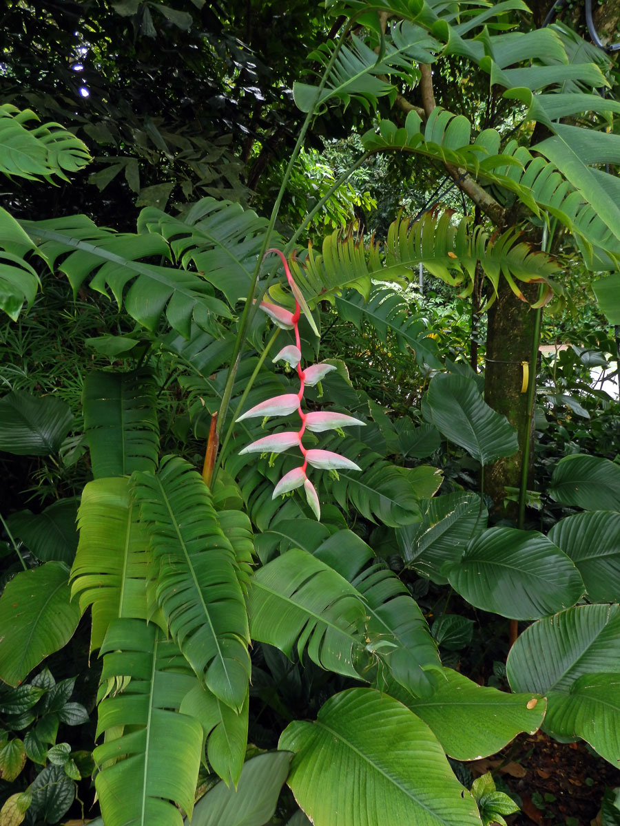 Heliconia chartacea Lane ex Barreiros