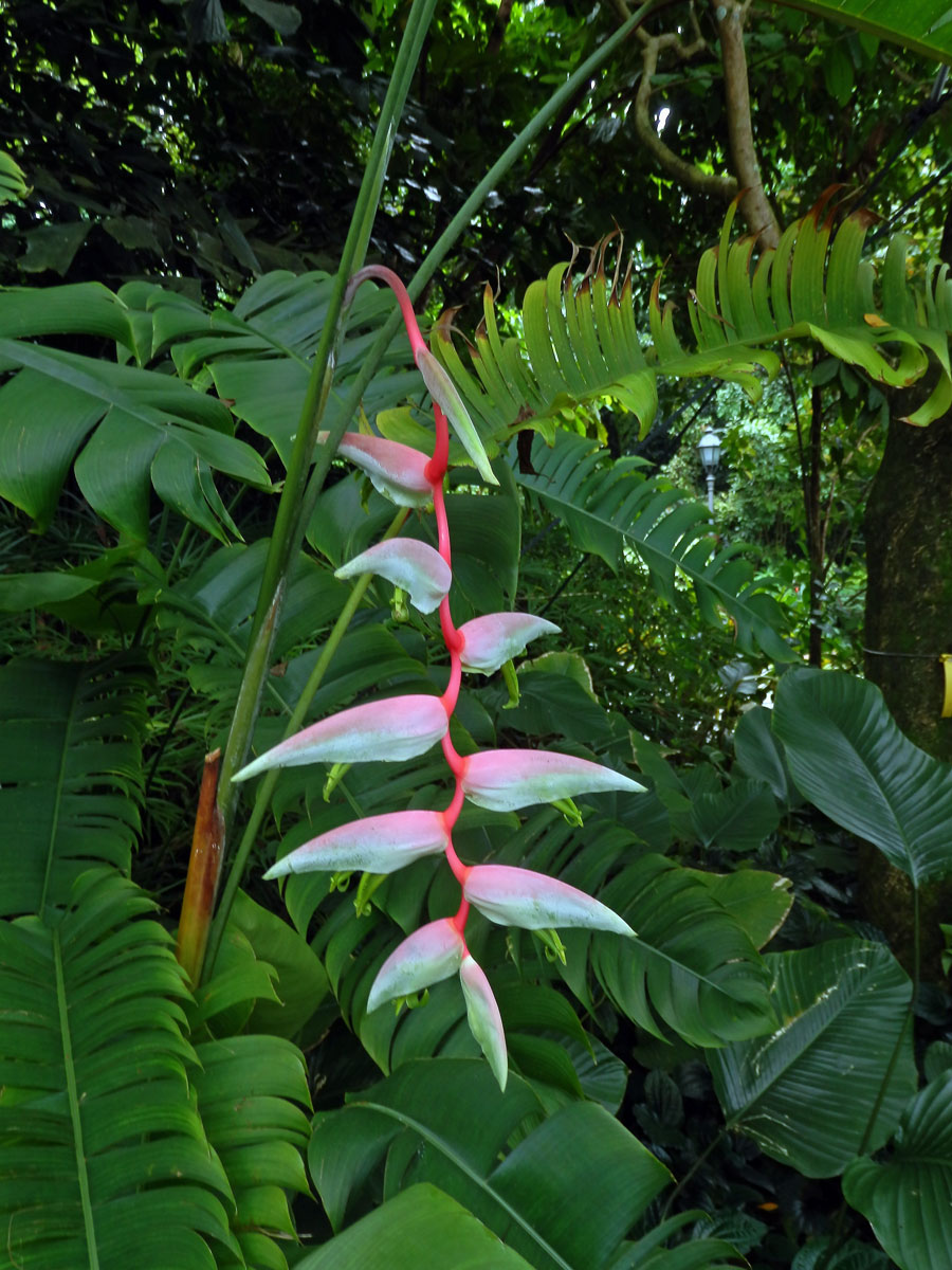 Heliconia chartacea Lane ex Barreiros