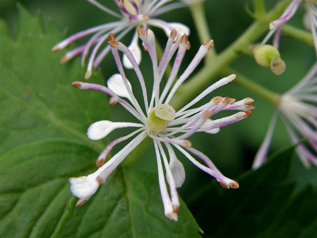 Samorostlík klasnatý (Actaea spicata L.)