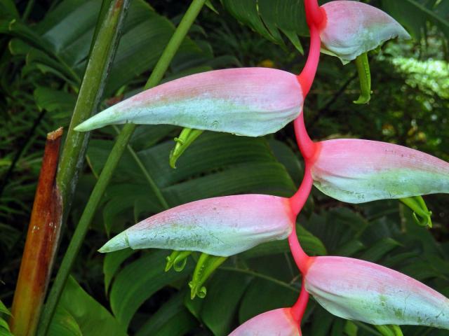 Heliconia chartacea Lane ex Barreiros