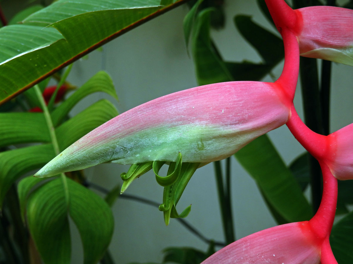 Heliconia chartacea Lane ex Barreiros