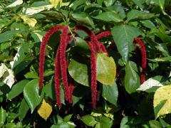 Laskavec ocasatý (Amaranthus caudatus L.)