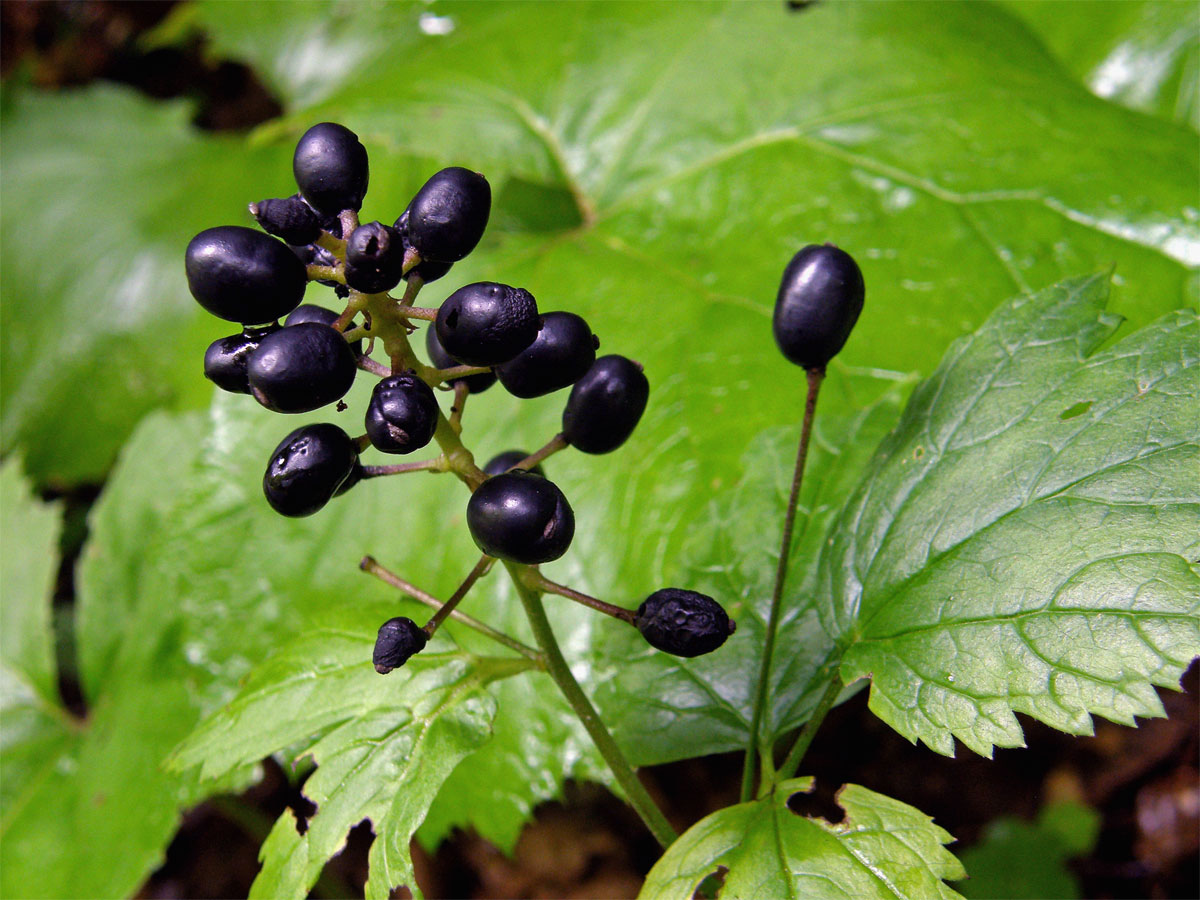 Samorostlík klasnatý (Actaea spicata L.)