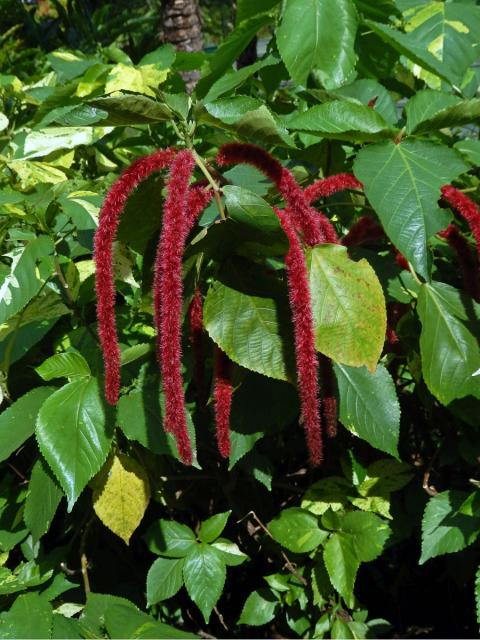 Laskavec ocasatý (Amaranthus caudatus L.)