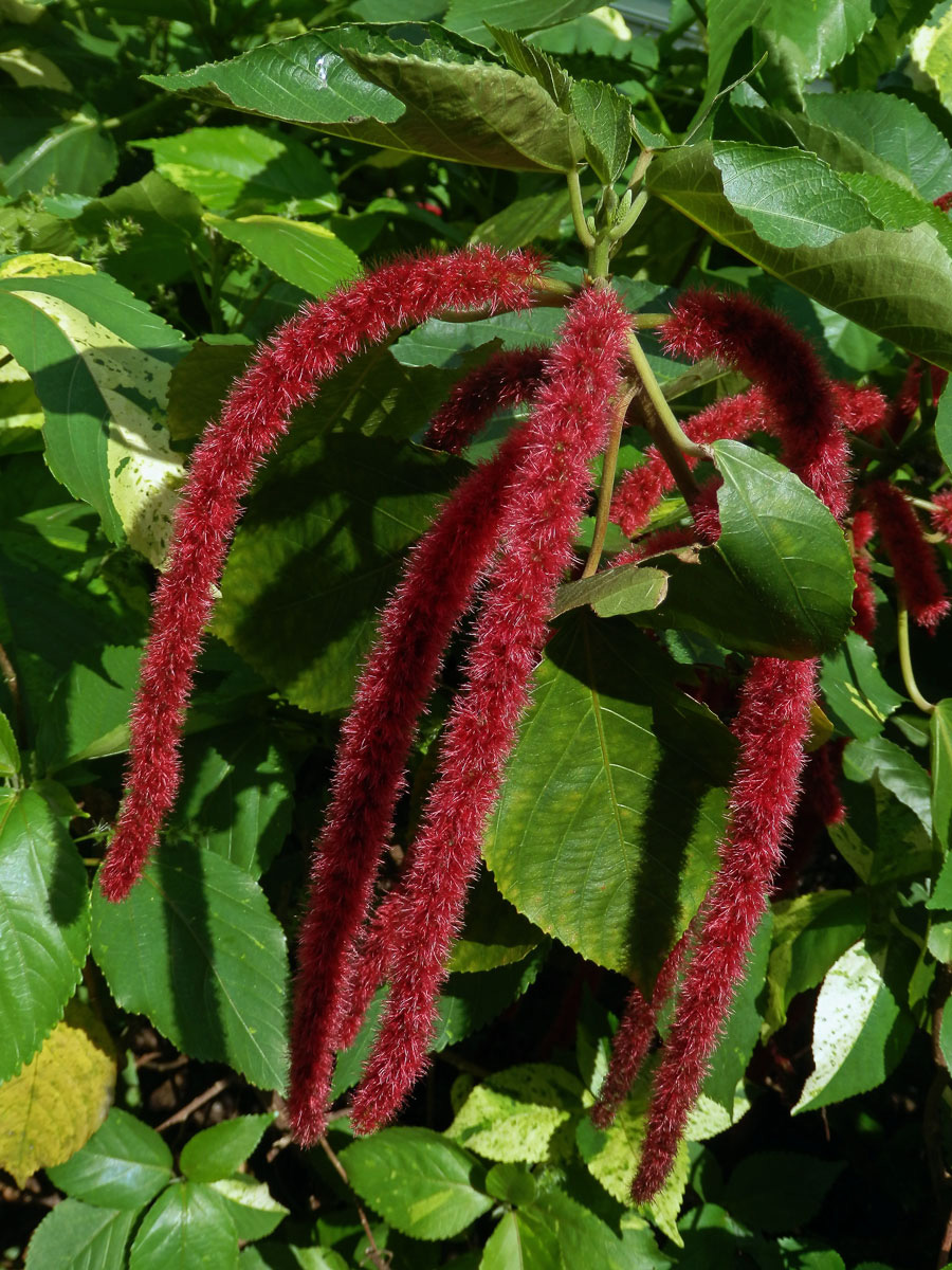 Laskavec ocasatý (Amaranthus caudatus L.)