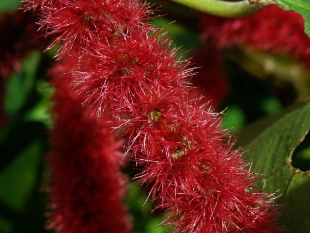 Laskavec ocasatý (Amaranthus caudatus L.)