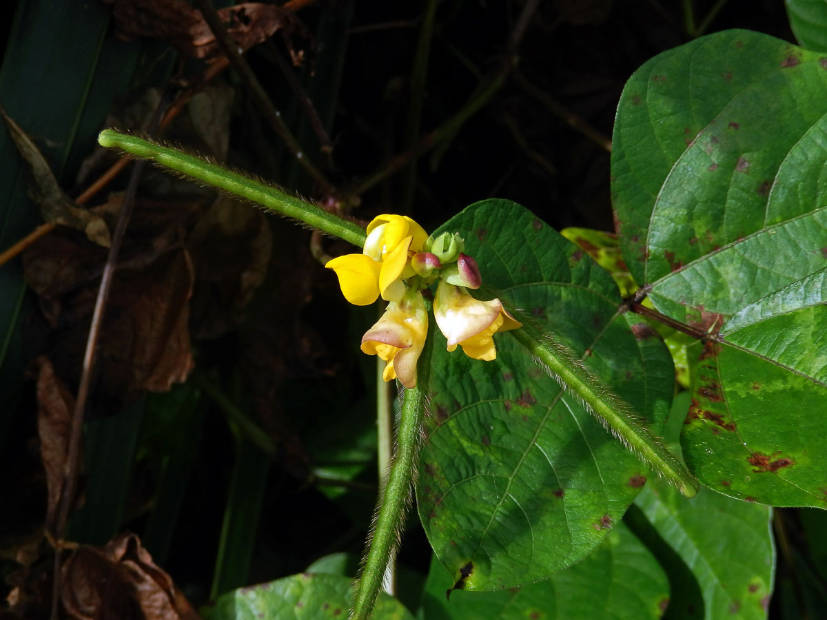 Vigna radiata (L.) R. Wilczek