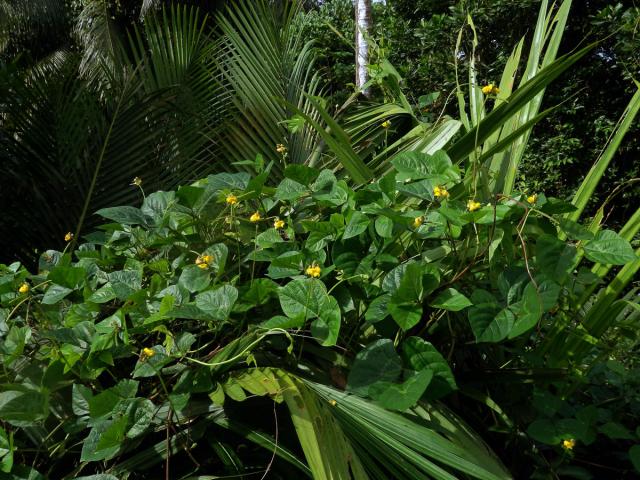 Vigna radiata (L.) R. Wilczek