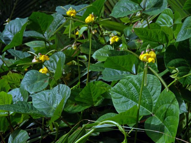 Vigna radiata (L.) R. Wilczek