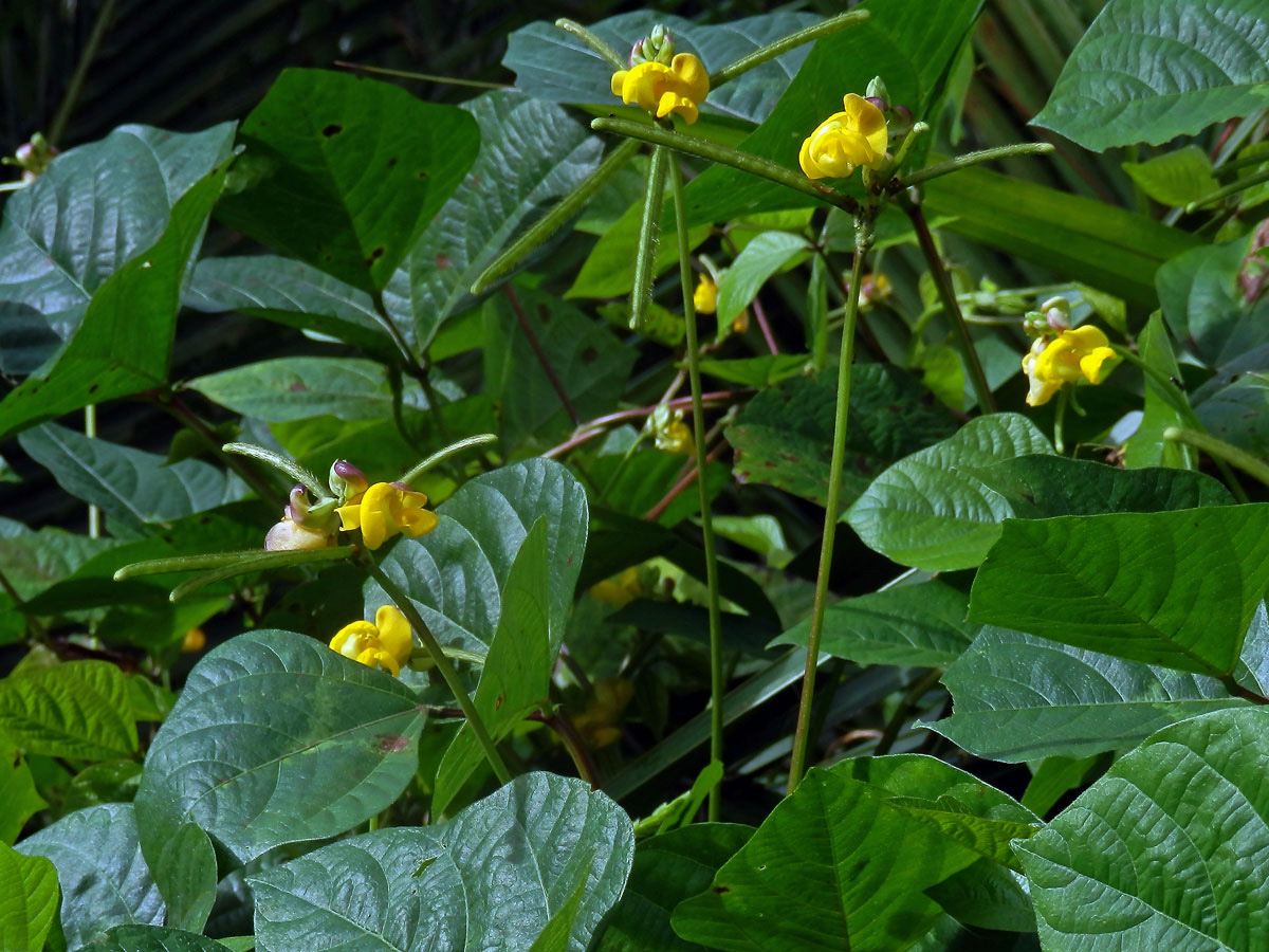 Vigna radiata (L.) R. Wilczek