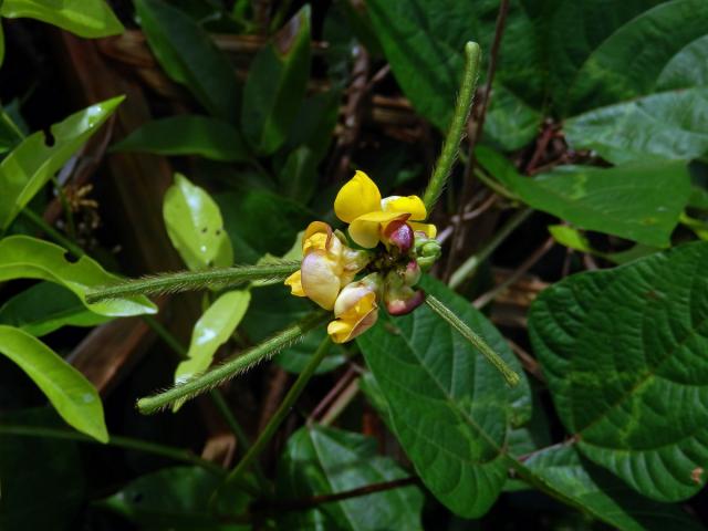 Vigna radiata (L.) R. Wilczek