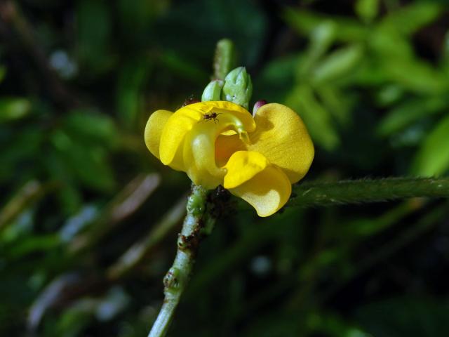 Vigna radiata (L.) R. Wilczek