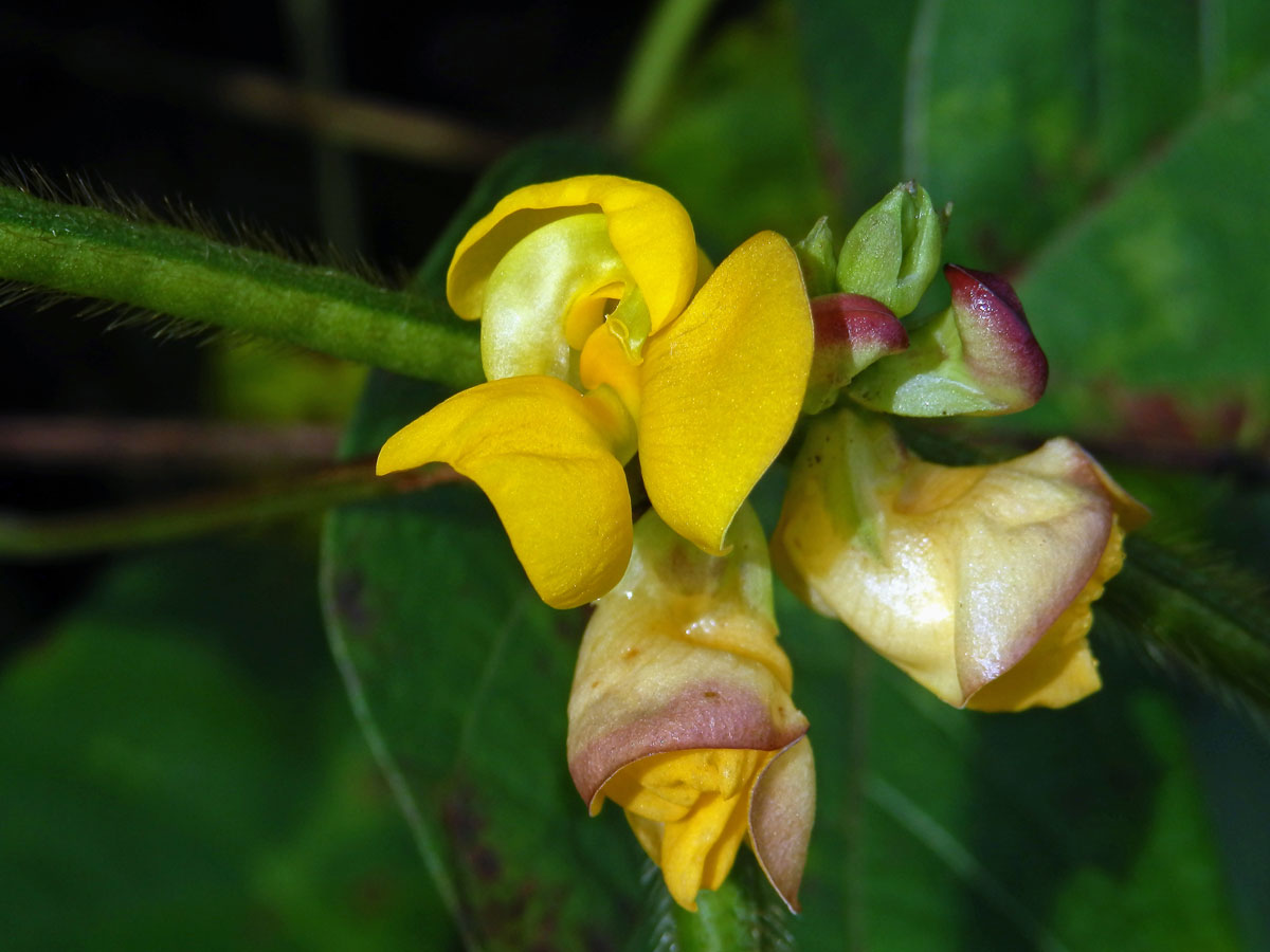 Vigna radiata (L.) R. Wilczek