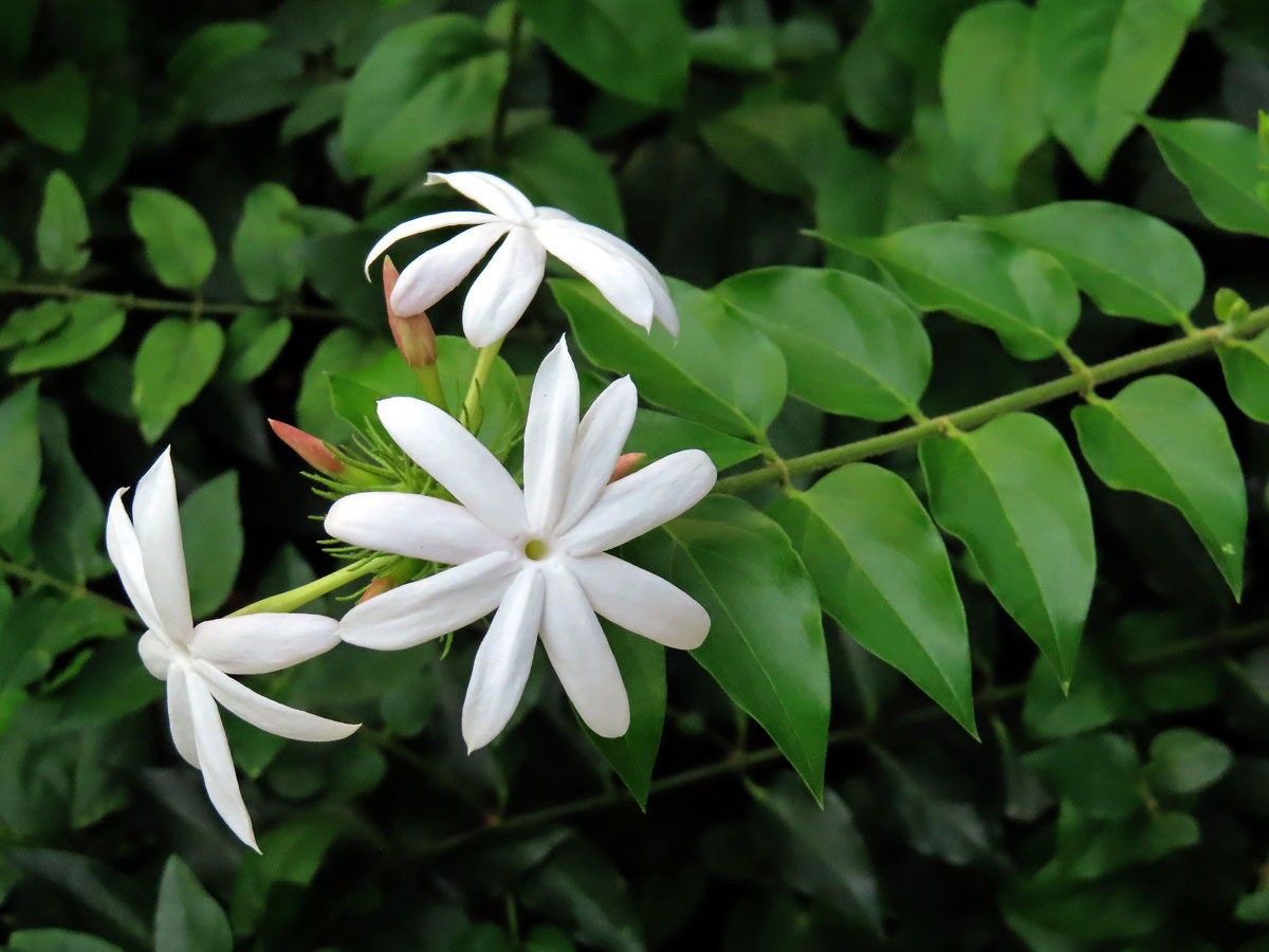 Jasmín (Jasminum multiflorum (Burm. f.) Andr.)