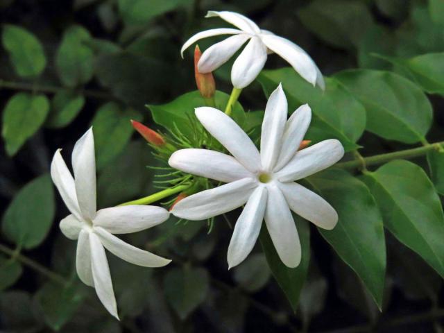 Jasmín (Jasminum multiflorum (Burm. f.) Andr.)