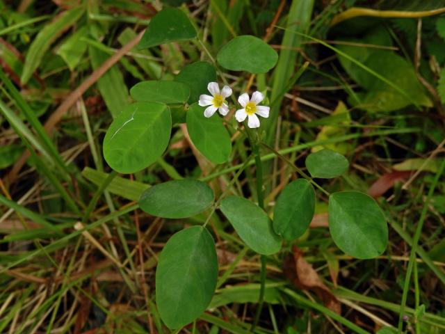 Šťavel (Oxalis barrelieri L.)