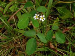 Šťavel (Oxalis barrelieri L.)   