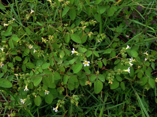 Šťavel (Oxalis barrelieri L.)