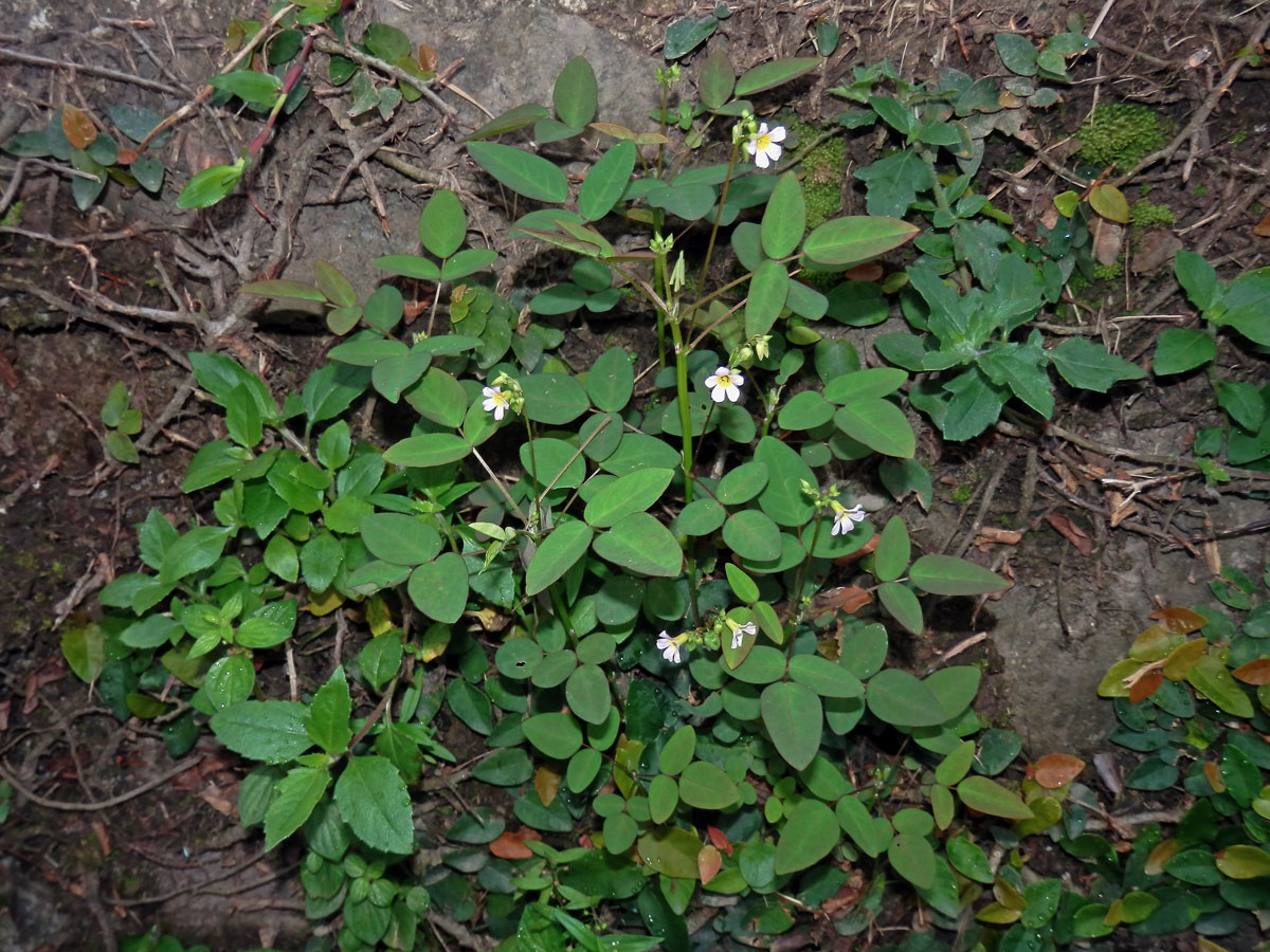 Šťavel (Oxalis barrelieri L.)