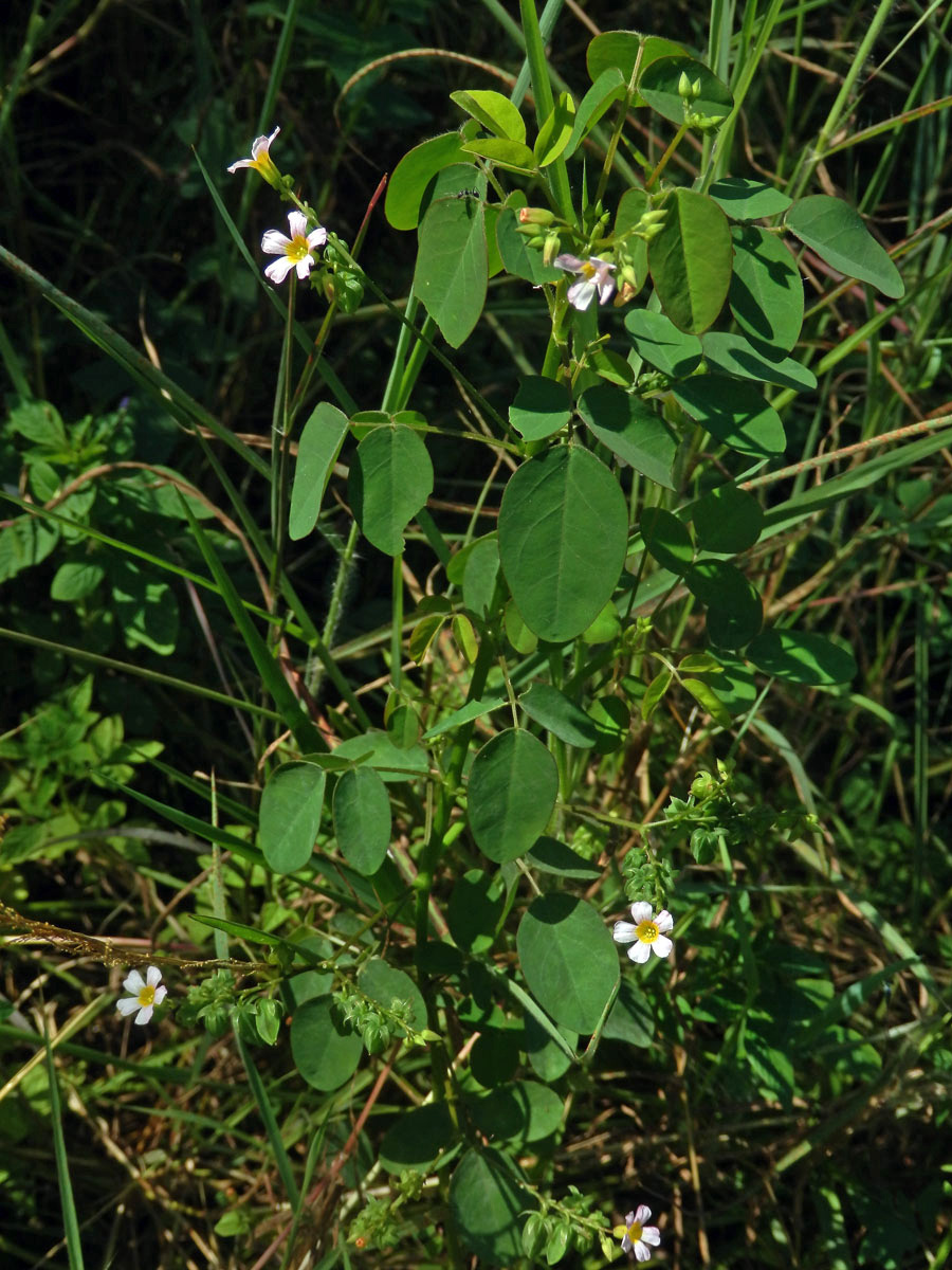 Šťavel (Oxalis barrelieri L.)