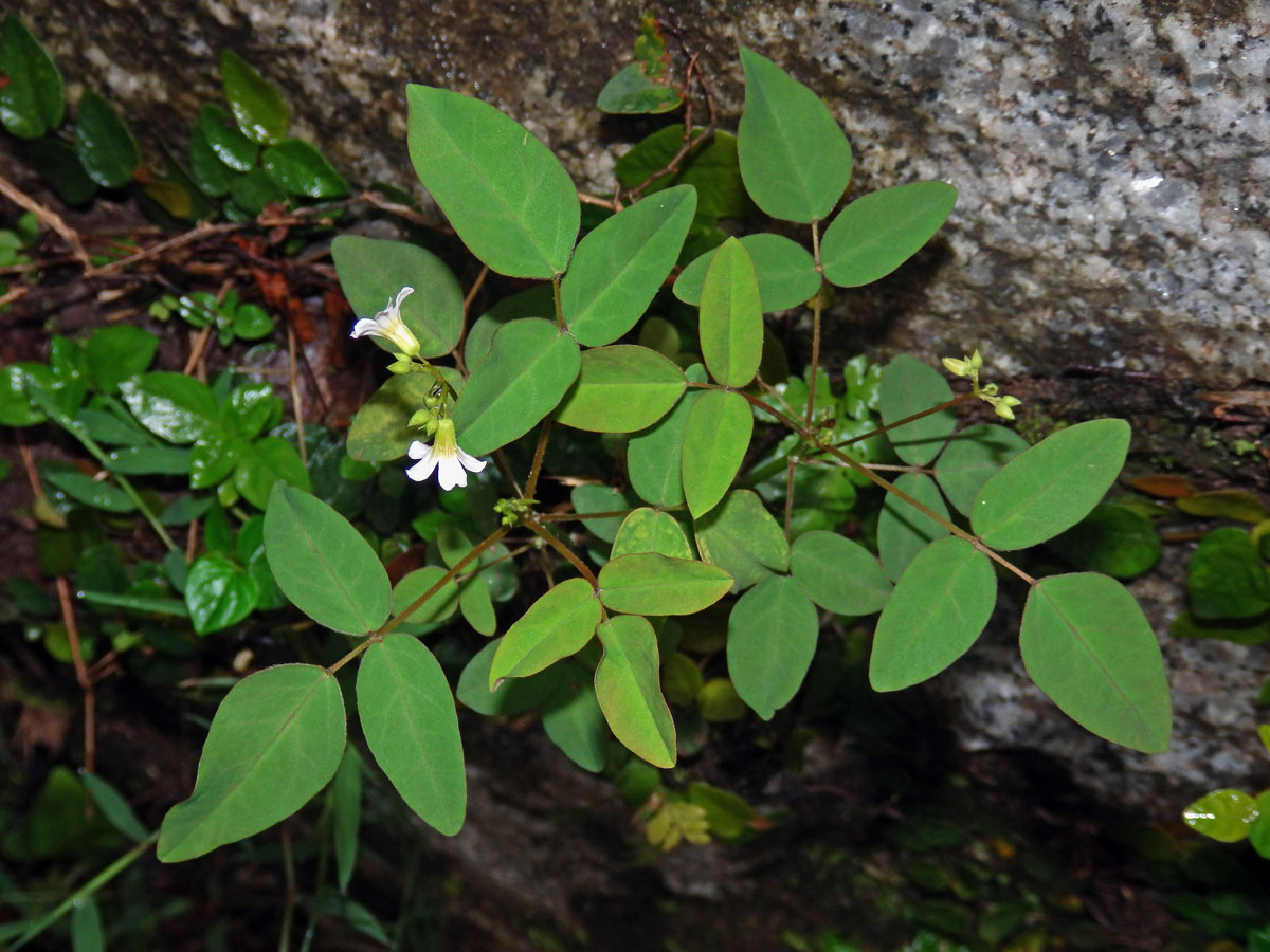 Šťavel (Oxalis barrelieri L.)