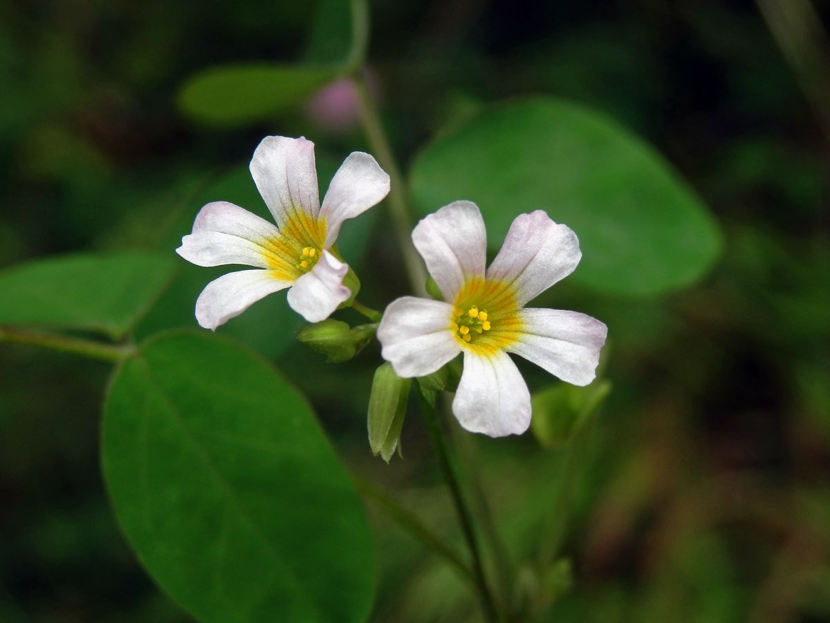 Šťavel (Oxalis barrelieri L.)