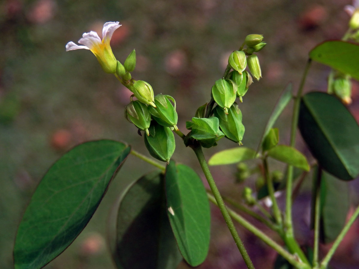 Šťavel (Oxalis barrelieri L.)