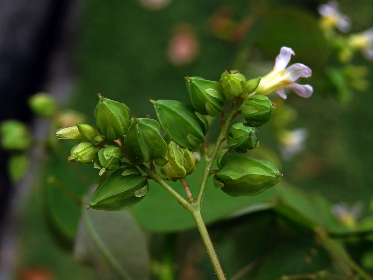 Šťavel (Oxalis barrelieri L.)