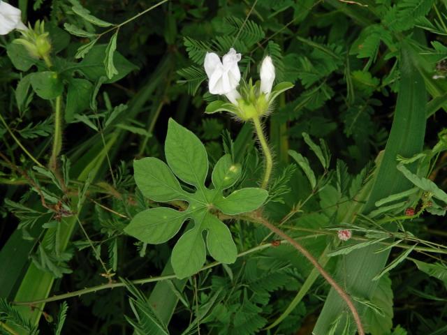 Povíjnice (Ipomoea pes-tigridis L.)