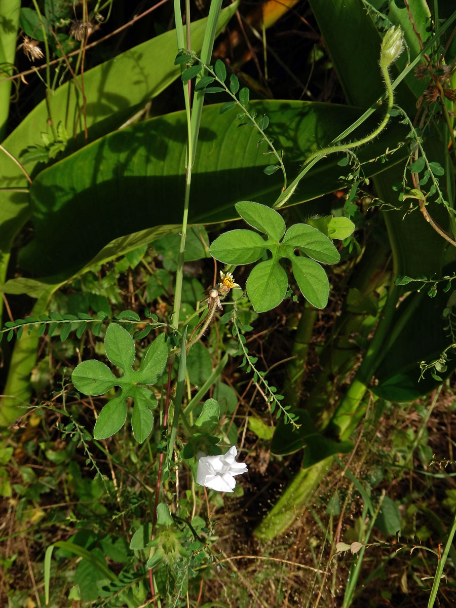 Povíjnice (Ipomoea pes-tigridis L.)