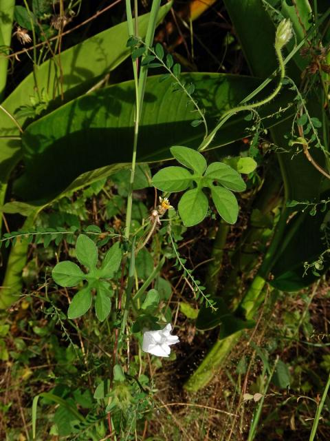 Povíjnice (Ipomoea pes-tigridis L.)