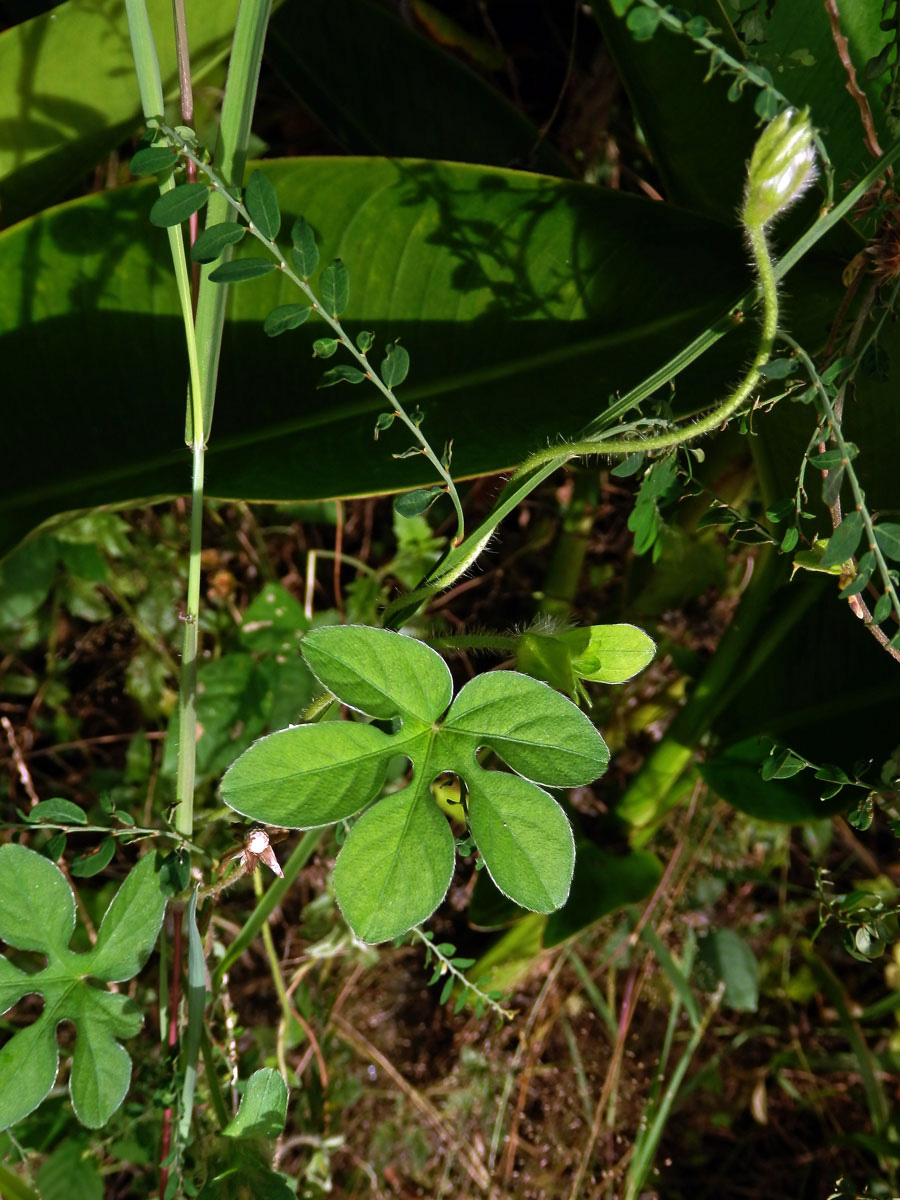 Povíjnice (Ipomoea pes-tigridis L.)