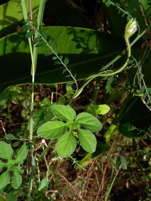 Povíjnice (Ipomoea pes-tigridis L.)