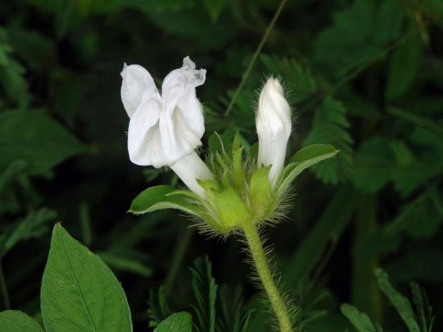 Povíjnice (Ipomoea pes-tigridis L.)