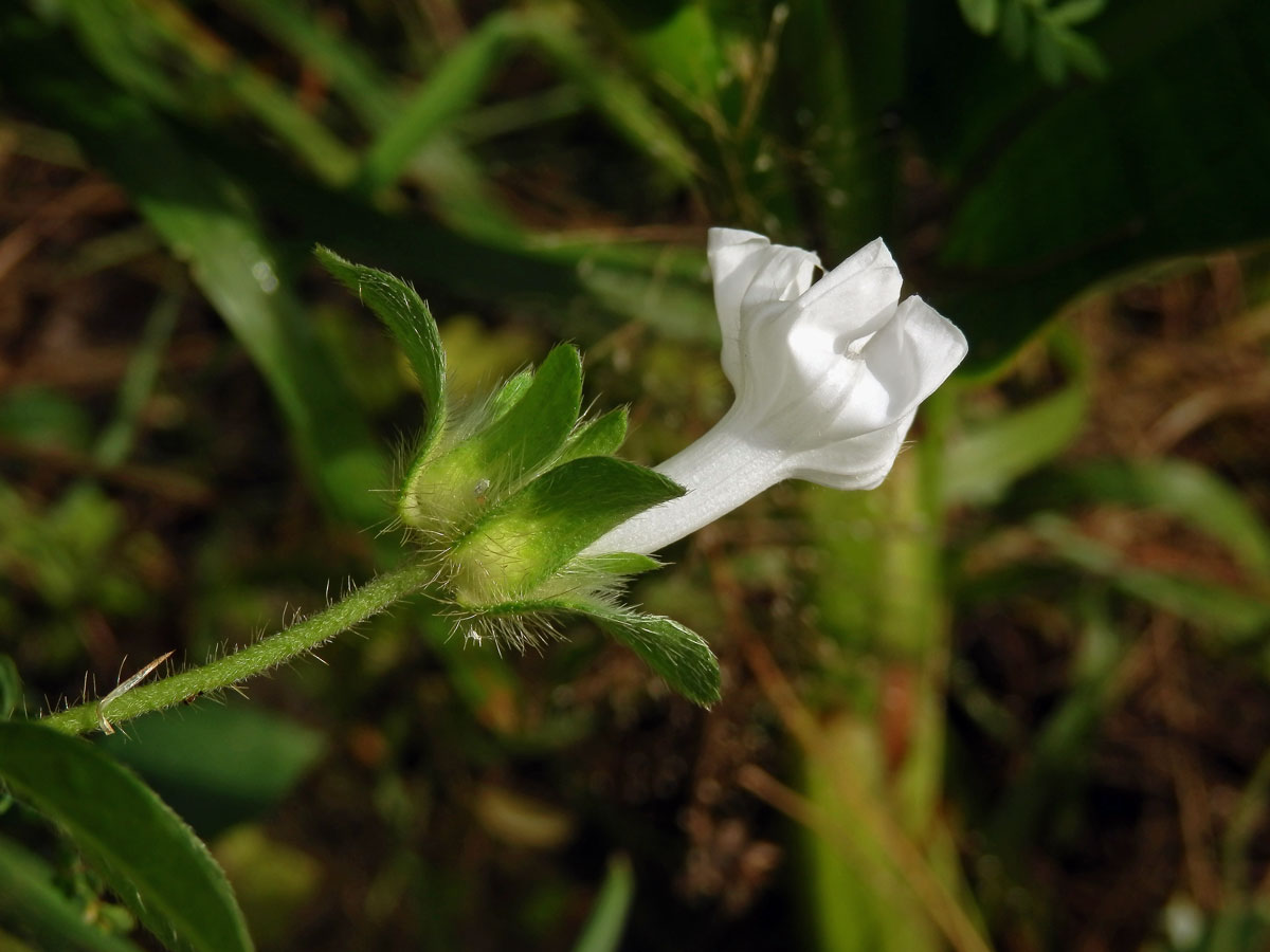 Povíjnice (Ipomoea pes-tigridis L.)