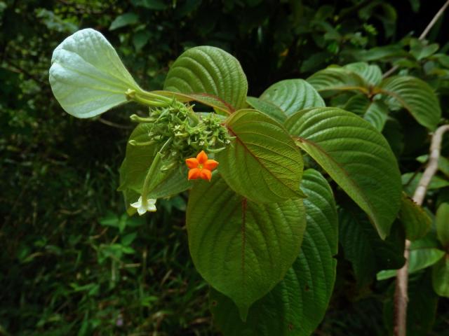 Mussaenda pilosissima Valeton