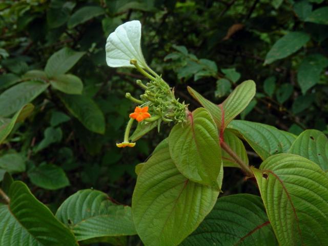 Mussaenda pilosissima Valeton