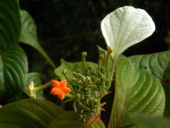 Mussaenda pilosissima Valeton